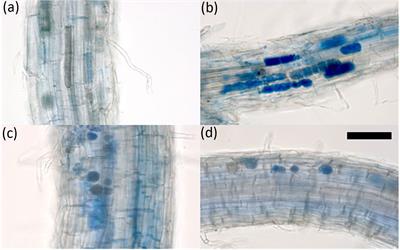 Genetic resistance in barley against Japanese soil-borne wheat mosaic virus functions in the roots